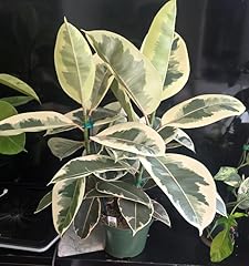 Variegated rubber tree for sale  Delivered anywhere in USA 