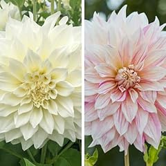 Dahlia café lait for sale  Delivered anywhere in Ireland