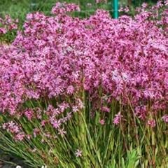 Lychnis ragged robin for sale  Delivered anywhere in UK