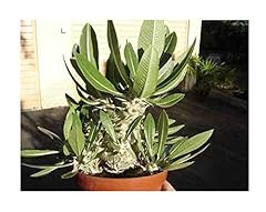 Pcs pachypodium densiflorum for sale  Delivered anywhere in UK