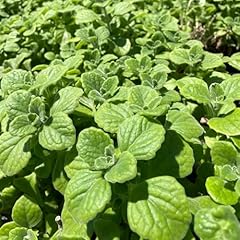 Plectranthus vick plants for sale  Delivered anywhere in USA 