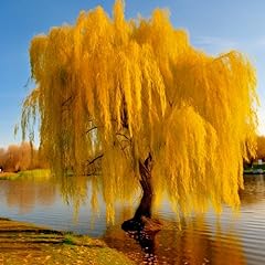 Golden weeping willow for sale  Delivered anywhere in USA 