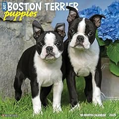 Boston terrier puppies for sale  Delivered anywhere in UK