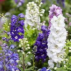 Delphinium plants garden for sale  Delivered anywhere in UK