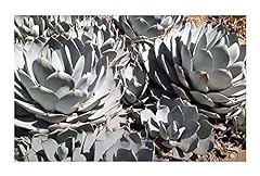 Pezzi 10x agave usato  Spedito ovunque in Italia 