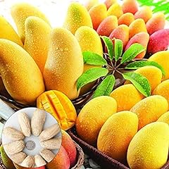 Benoon mango baumsamen gebraucht kaufen  Wird an jeden Ort in Deutschland