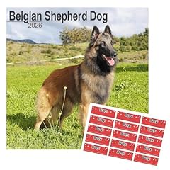 Belgian shepherd dog for sale  Delivered anywhere in UK