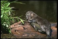 173037 river otter for sale  Delivered anywhere in UK