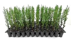 Italian cypress live for sale  Delivered anywhere in USA 