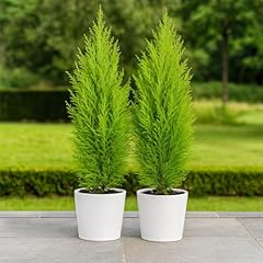 Cupressus wilma cypress for sale  Delivered anywhere in UK