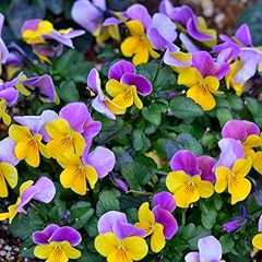 Viola bambini mixed for sale  Delivered anywhere in UK