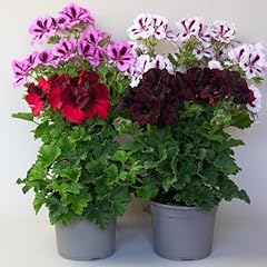Geraniums garden ready for sale  Delivered anywhere in UK