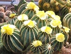 Parodia magnifica rara usato  Spedito ovunque in Italia 