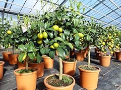 Kumquat zwergorange fortunella gebraucht kaufen  Wird an jeden Ort in Deutschland