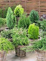 Dwarf conifers mixed for sale  Delivered anywhere in UK