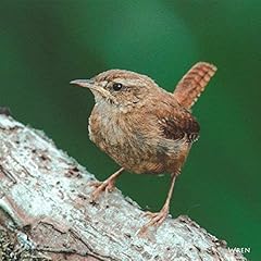 Wren bird greeting for sale  Delivered anywhere in UK