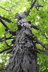 Shagbark hickory carya for sale  Delivered anywhere in USA 