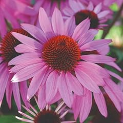 Perennial cottage garden for sale  Delivered anywhere in UK