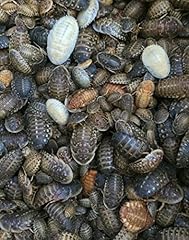 Dubia roaches 200 for sale  Delivered anywhere in USA 