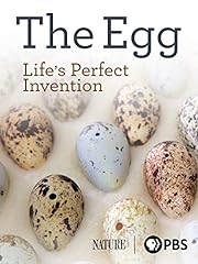 Egg life perfect for sale  Delivered anywhere in USA 