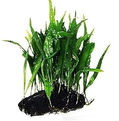 Greenpro java fern for sale  Delivered anywhere in USA 