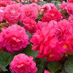 Perfect plants begonia for sale  Delivered anywhere in UK