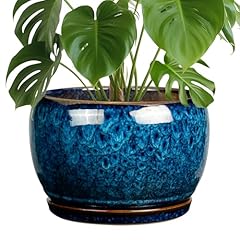 Sqowl inch plant for sale  Delivered anywhere in USA 