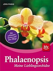 Phalaenopsis lieblingsorchidee gebraucht kaufen  Wird an jeden Ort in Deutschland