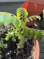 Curry leaf plants for sale  Delivered anywhere in USA 