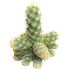 Live cactus plants for sale  Delivered anywhere in USA 