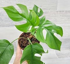 Rare mini monstera for sale  Delivered anywhere in USA 