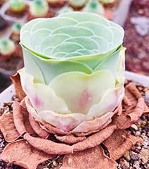 Mountain rose cactus for sale  Delivered anywhere in USA 