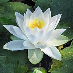 Water lily white for sale  Delivered anywhere in UK