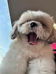 Ernie the shihtzu gebraucht kaufen  Wird an jeden Ort in Deutschland