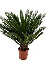 Cycas revoluta 100 gebraucht kaufen  Wird an jeden Ort in Deutschland