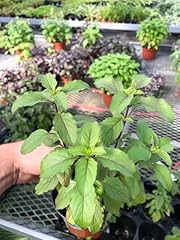 Generic tulsi krishna for sale  Delivered anywhere in USA 