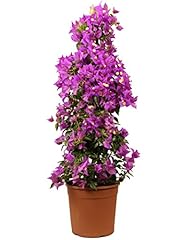 Rangerie bougainvillea pyramid gebraucht kaufen  Wird an jeden Ort in Deutschland