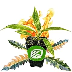 Philodendron ring fire for sale  Delivered anywhere in USA 
