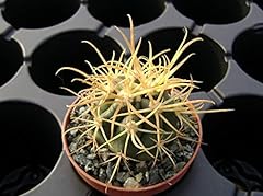 PLAT FIRM SEMI DI GERMINAZIONE: Ferocactus chrysacanthus !!! ROOT PROPRE !!! 11127 Cactus usato  Spedito ovunque in Italia 