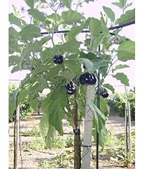 100 semi solanum usato  Spedito ovunque in Italia 