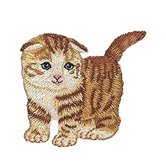 Scottish fold cat for sale  Delivered anywhere in USA 