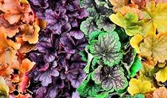 Heuchère mix heuchera d'occasion  Livré partout en France