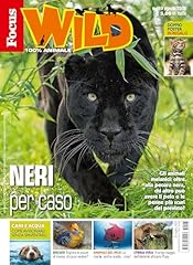 Focus wild 2025 usato  Spedito ovunque in Italia 