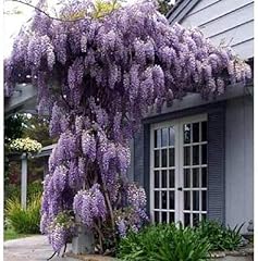 Blue moon wisteria for sale  Delivered anywhere in USA 