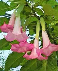 Painted lady brugmansia for sale  Delivered anywhere in USA 