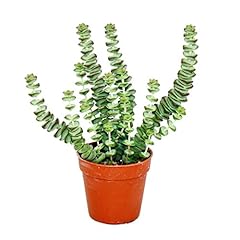 Succulent crassula hottentot for sale  Delivered anywhere in UK