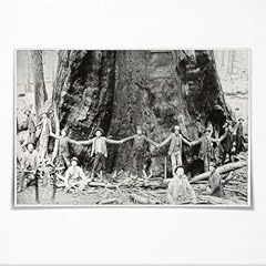Giant sequoia tree for sale  Delivered anywhere in USA 