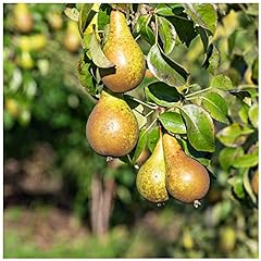 Conference pear tree for sale  Delivered anywhere in UK