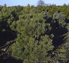 Pinus sylvestris norske gebraucht kaufen  Wird an jeden Ort in Deutschland