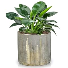 Hollyone 13.5cm ceramic for sale  Delivered anywhere in UK